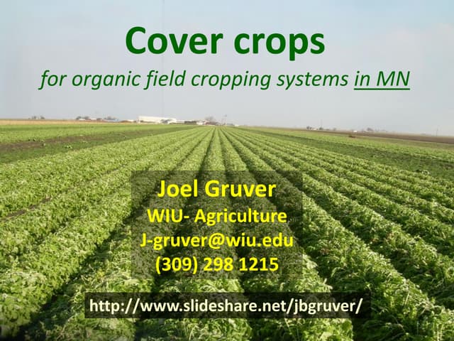 Cover crops for organic field crops in MN