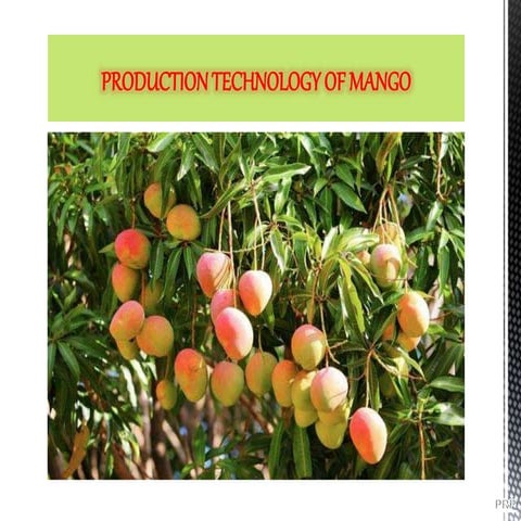 PRODUCTION TECHNOLOGY OF MANGO