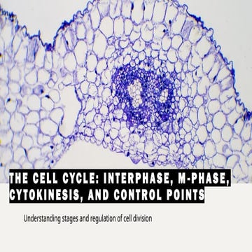 Comprehensive Overview of the Cell Cycle: Interphase, Mitosis ...