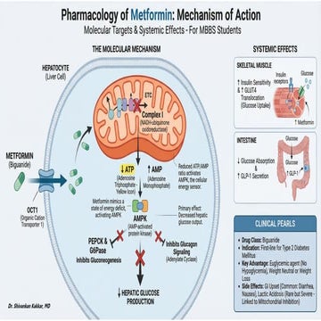 MOA.Pharmacology of Metformin – Mechanism of Action | PPTX