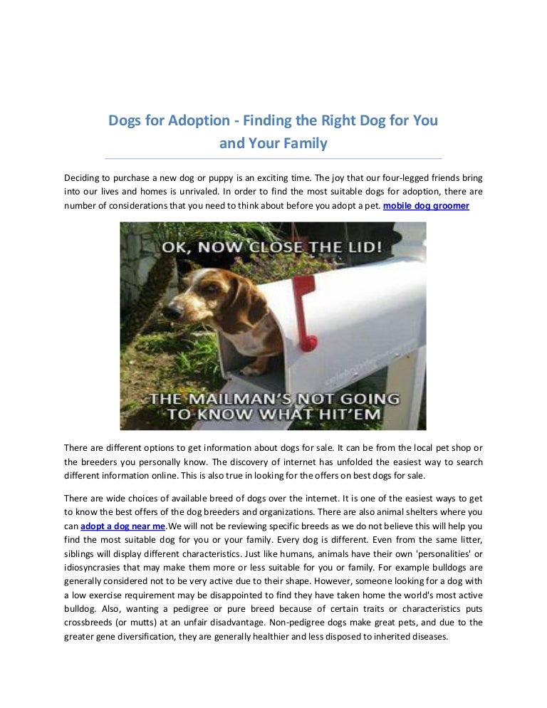 local pet groomers near me