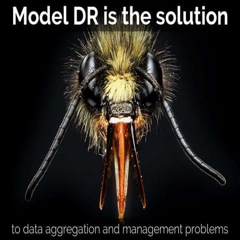 Model dr insect