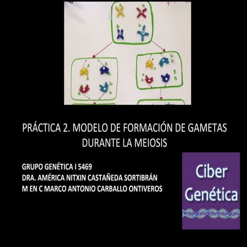 Modelo formación de gametas 5469