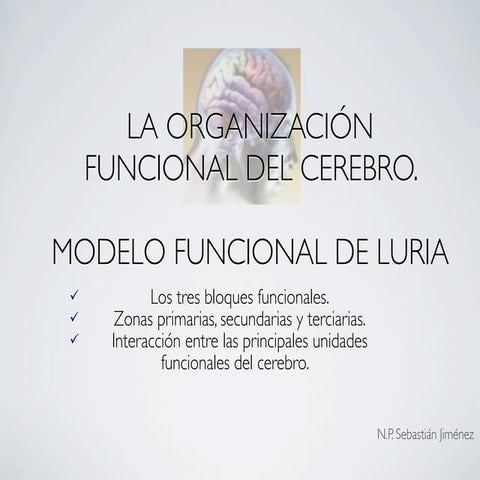 Modelo Funcional De Luria