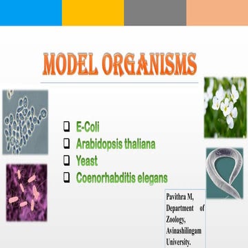 Model organism