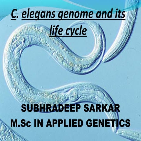  c elegans genome, life cycle and model organism