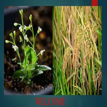 Model plant in Molecular biology.pptx by monika andhale