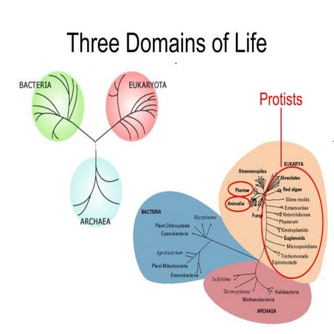 Modern bio ii   bact,fung,prot