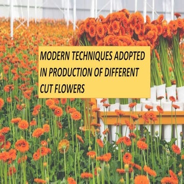 Modern techniques adopted in the production of different cut flowers