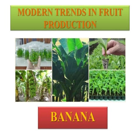 MODERN TRENDS IN FRUIT PRODUCTION.pptx