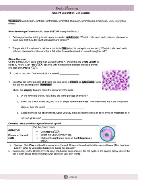 Modified cell division gizmo