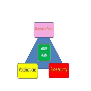 Poultry disease diagosis 