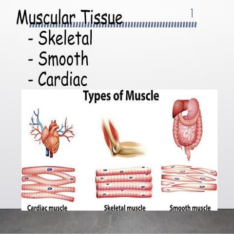 Muscle Tissue | PPTX