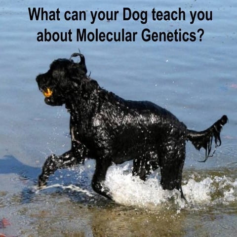 What can your dog teach you about Genetics? | PPT