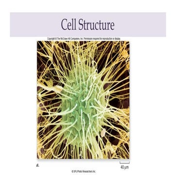 Module II_2_Pro,eukaryote&cellstructure,ecm.ppt