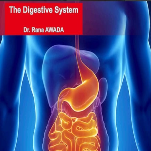 refarding the digestive system of human beings