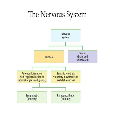 Split brain Phenomenon | PPT
