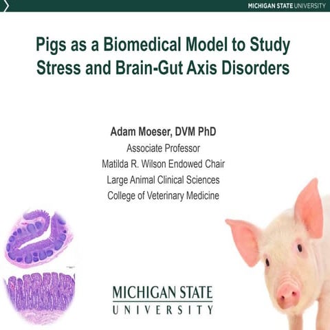 Pigs as a Biomedical Model for Stress and Brain-Gut Axis Disorders | PPTX
