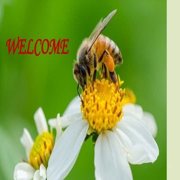 INSECT PHYSIOLOGY  NUTRITION PRESENTATIO