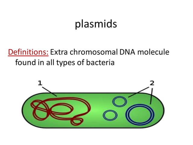 molecular genetic plasmid and cloning DNA