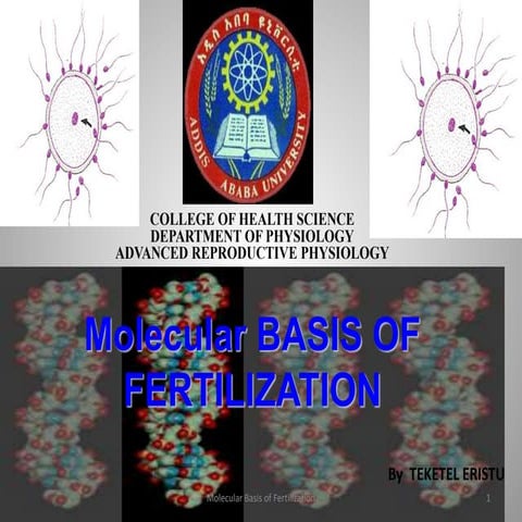 Molecular basis of fertilization