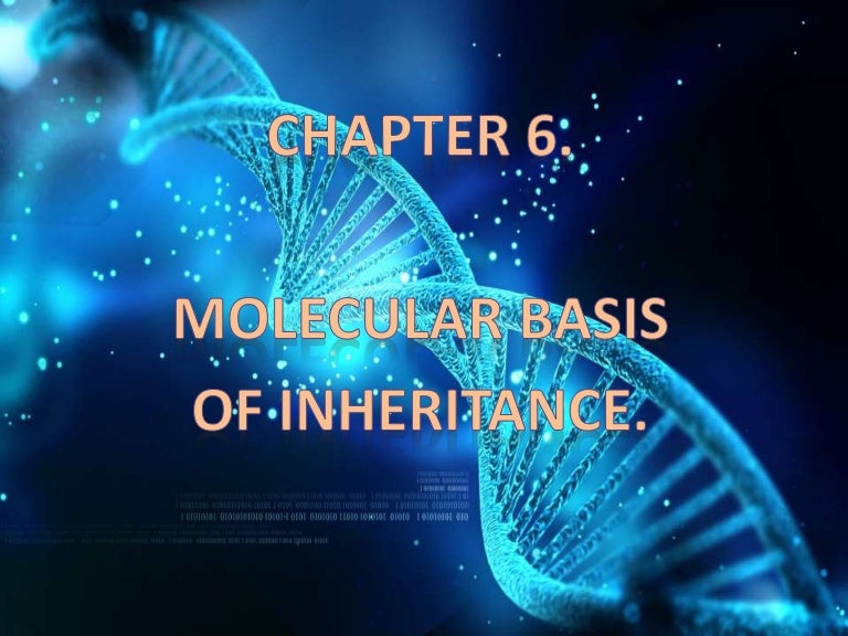 Chapter 6. Molecular basis of inheritance.
