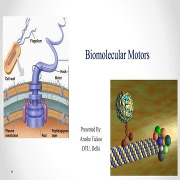 Bio-Molecular motors