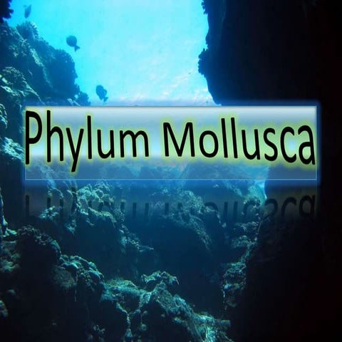 phylum mollusca