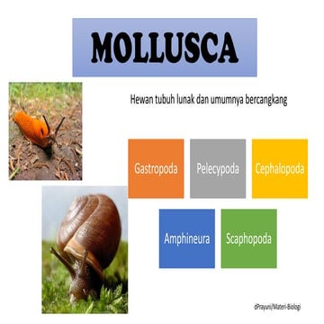Mollusca