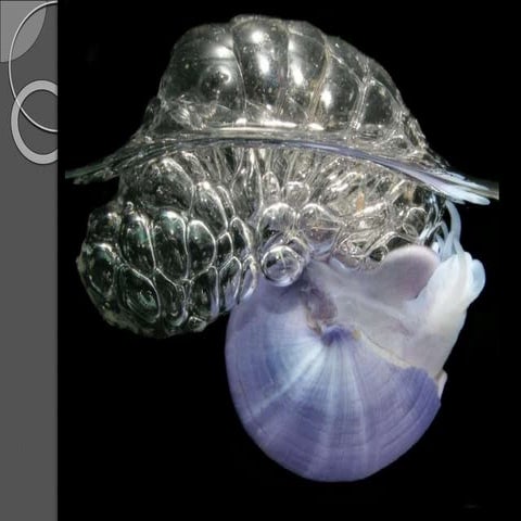 Mollusca