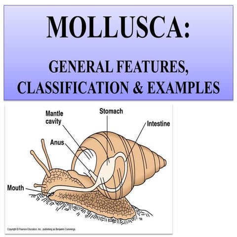 Mollusca.pptx