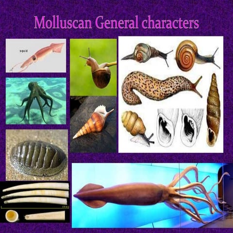 Mollusca general characters