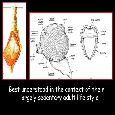 EXTERNAL MORPHOLOGY OF LOBSTER POWERPOIN | PPTX