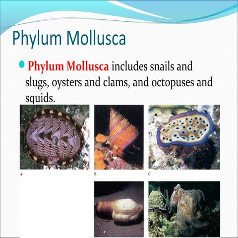 Mollusca, bivalvia modified  geology