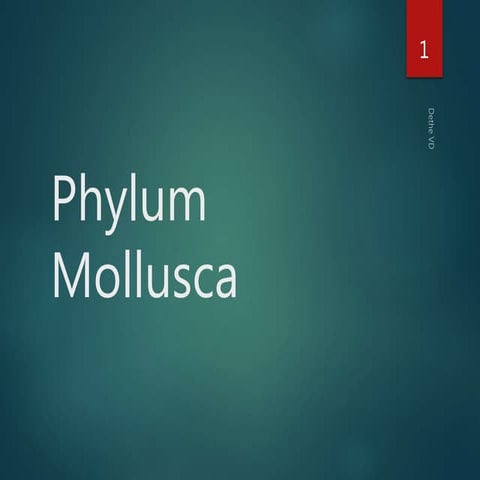 Phylum : Mollusca 
