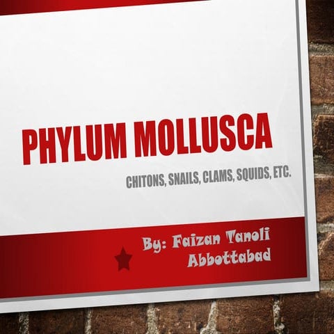 Phylum Mollusca | It's Classes | Characteristics | Features | Presentation | ...
