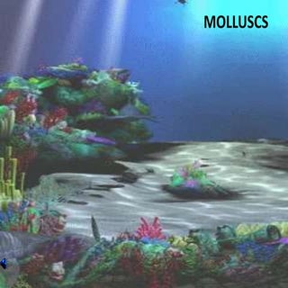 Molluscs
