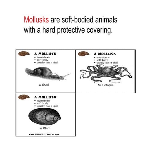 Mollusks