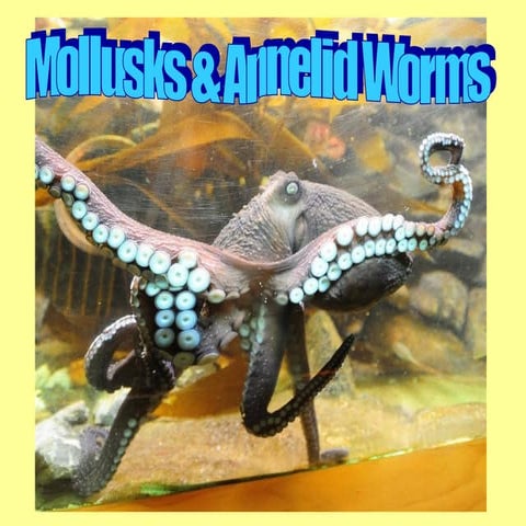 Mollusks & annelid worms