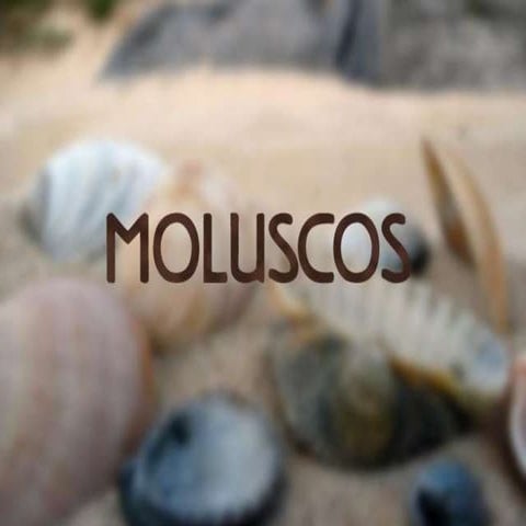 Slide sobre moluscos da disciplina de ciências