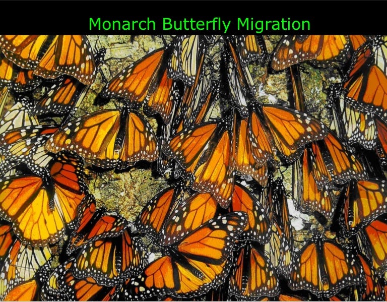 Monarch Butterfly Migration