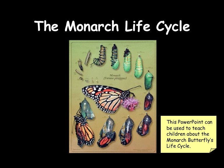 Monarch Life Cycle PowerPoint