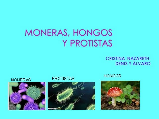 Moneras, hongos y protistas