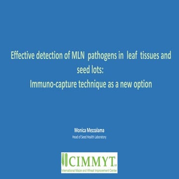 Effective detection of MLN pathogens in leaf tissues and seed lots