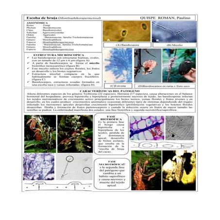 Moniliophthora pernisiosa trabajo corrigido