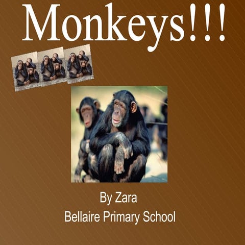 Monkeys