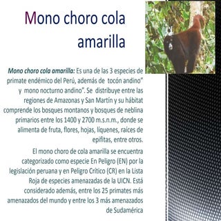 Mono choro cola amarilla