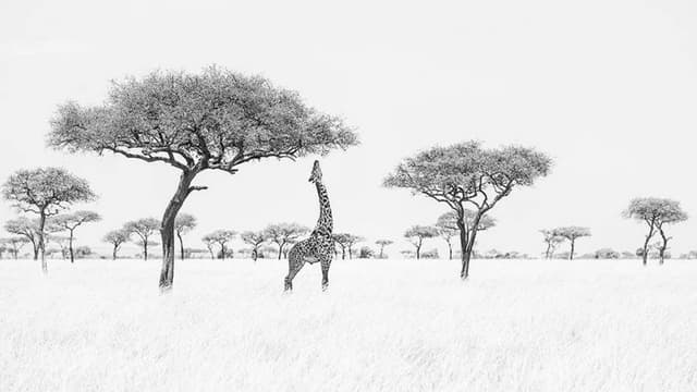 Monochrome Awards 2016: Winners Wildlife 
