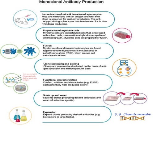 Monoclonal Antibody Process.pdf