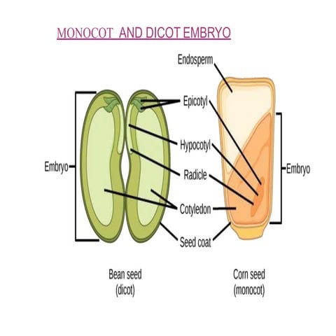 Monocot and dicot  